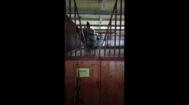 Horse Hungry For Bread