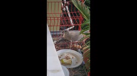 Pigeons feeding their baby's in my balcony