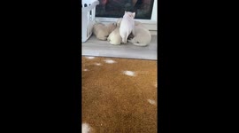 Piglet Squeezes Into Pile of Golden Pups