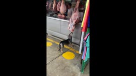 Dog Steals A Bite Of Butchered Meat