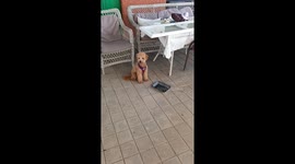 Toy Poodle Reunited With Humans