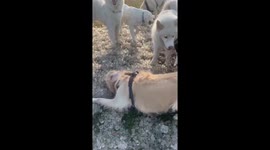 Celebrating A Hot Barkday With Lots Of Ice