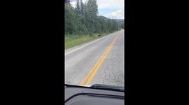 Mama Black Bear Escorts Cubs Across Road