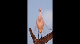 Great Egret Preens Her Feathers