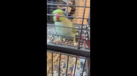 Parrot Dances During Cleaning Time