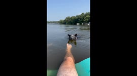 Piranha Puppy Nips At Toes