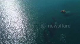 Beautiful and Powerful Sea Creatures