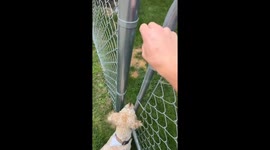 Squirrel Has A Wild Survival Strategy