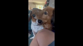 Brotherly Love Between Dachshunds