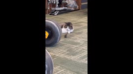 Cat Slacks Off At Work