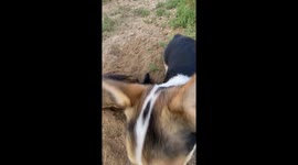 Dog Chomps Delicious Dirt