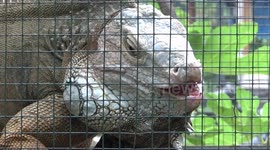 SUCCESSFUL IGUANA LIVESTOCK USING BROMO SAND, BROMO SAND, USED FOR INCUBATION MEDIA FOR IGUANA EGGS