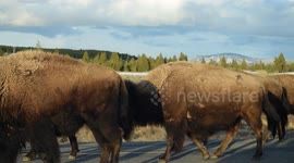 Bison walking up the road with their young in Yellowstone National Park, Wyoming