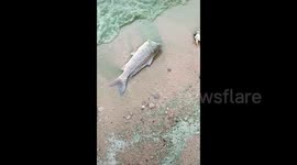 Lake turns green with fish kill due to nutrient imbalance in China