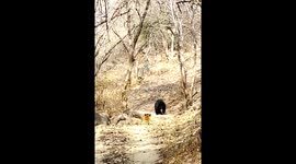 Tiger chases sloth bear off path metres away from safari group