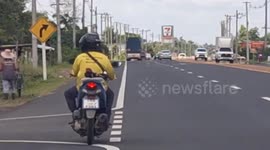 Pet chicken rides as pillion passenger on the back of motorcycle