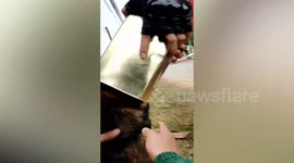 Hero motorcycle rider stops to free stray dog with head stuck inside can