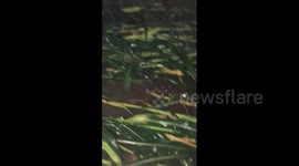US: Tornadic Storm Leaves Damage In Michigan