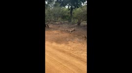 Elephant Eats Dropped Phone