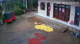 Four-year-old saves family crops in downpour in China