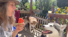 My  lovely Alaskan Malamutes love to join me eating juicy watermelon that gushes out of their mouths