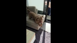 Big Stretch From Beefy American Bully