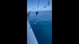 Fisherman Fumble Tuna Fish Catch