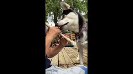 Music is said to soothe the beast but my flute playing is definitely not enjoyed by  my Alaskan Malamutes and hens