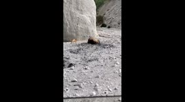 Unusual Coastal encounter: fox playfully teases bear in Kuril Islands stash-digging adventure