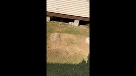 Spinning Goat Screams