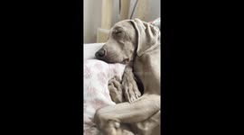 Weimaraner's Whistling Snores