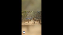 Incredible Wild Animal Battles