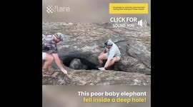 Baby Elephant gets stuck in massive hole and four men come to the rescue
