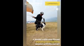 Dog goes paragliding with owner