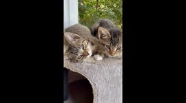 Double yawn at the same time by two cute kittens, I couldn’t believe I caught it on video!!