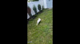 The Zoomies Have Landed