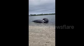 US: Dead Whale Washed Ashore On Beach In Far Rockaway, Queens