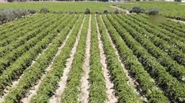 Türkiye's Aegean vineyards attract wine lovers across world