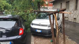 Fallen trees on parked cars during a quick rainstorm with extrem winds