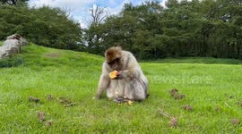 Monkey eating an apple at monkey forest
