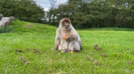 Monkey eating an apple at monkey forest