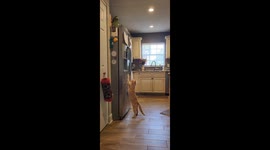 A Tale of a Broken Hearted Cat Named Milo and His Ice Cubes