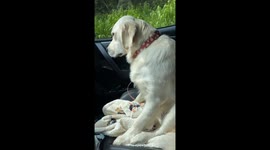 Golden Retriever Coming Off Anesthesia