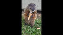 Puddles the Groundhog Loves Ice Cream