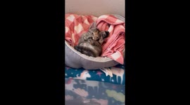 Foster Kitten Nursing on Her Toes and Making Biscuits
