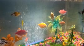 An aquarium is a specialized container designed to house and care for various types of fish and other aquatic creatures.