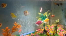 The life of the fish is happy in the aquarium. A beautiful view to enjoy while relaxing.