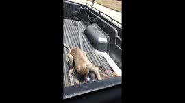 Thirsty wild monkeys steals bottle of juice from pickup truck