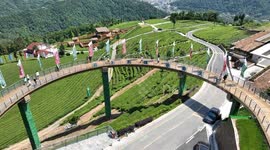 Stockshots: Tea Plantation in Yichang, China