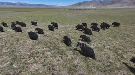 Yaks Run In Herds on The Alpine Grassland in Garze, China
